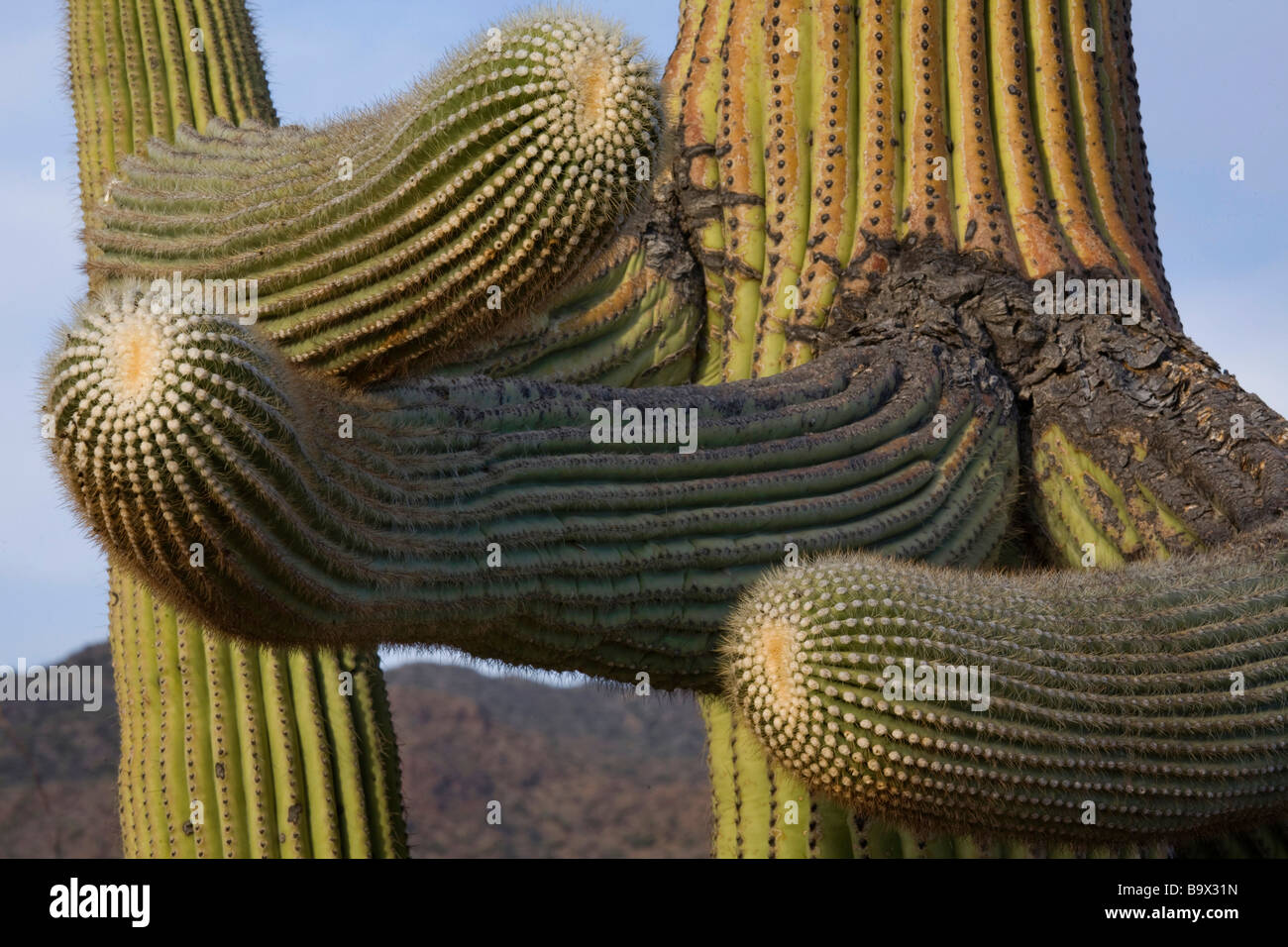 Cactus Saguaro in Tucson Mountain County park che è adiacente al gruppo occidentale del Parco nazionale del Saguaro vicino a Tucson in Arizona Foto Stock