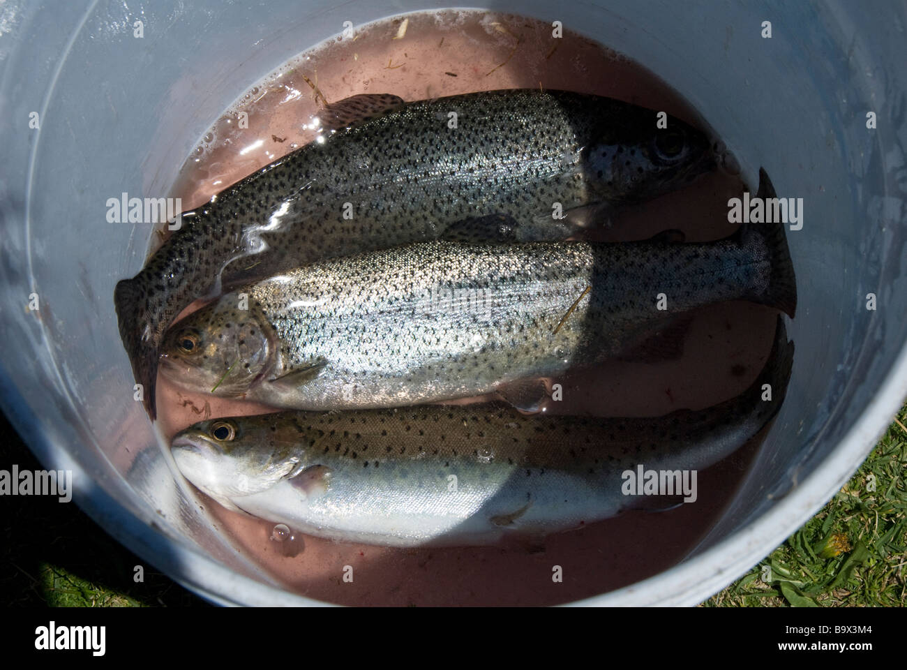 Pesce in una benna Foto Stock