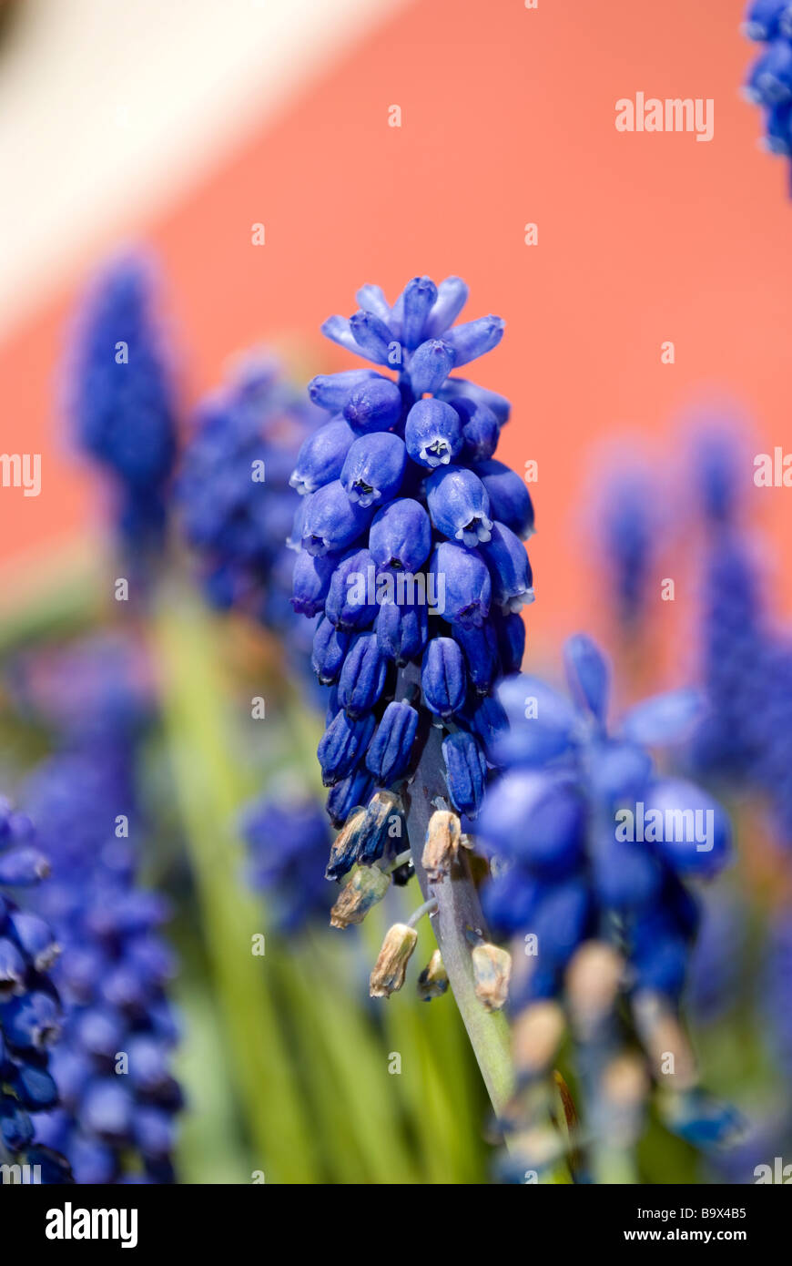 Fiori blu - Romanticismo - amore e desiderio Foto Stock