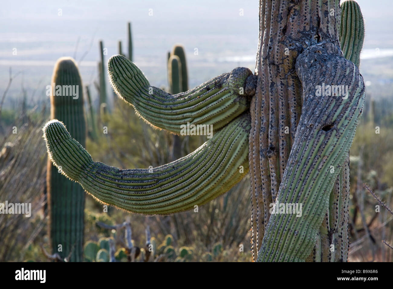 Cactus Saguaro in Tucson Mountain County Park che è adiacente al gruppo occidentale del Parco nazionale del Saguaro vicino a Tucson in Arizona Foto Stock