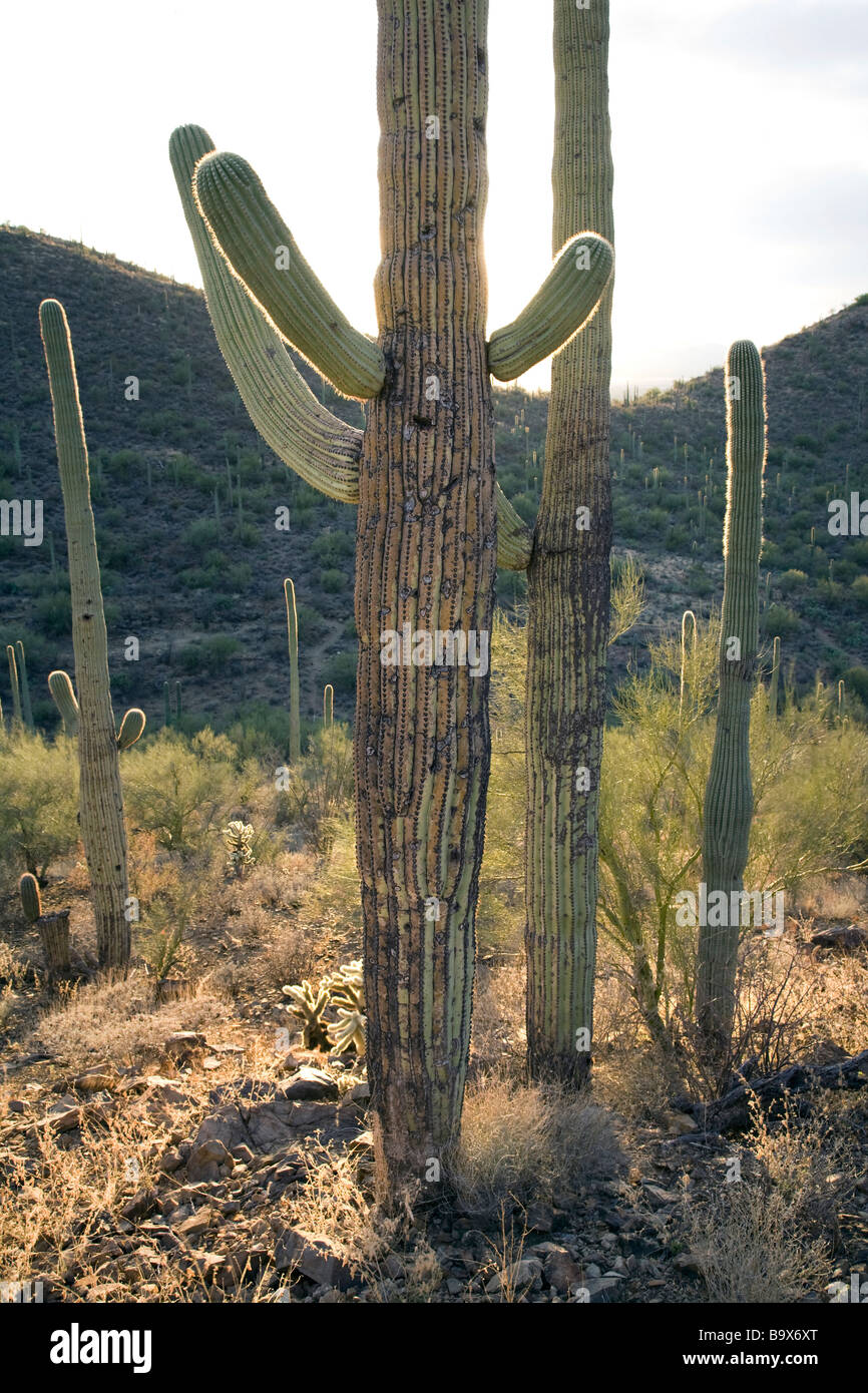 Cactus Saguaro in Tucson Mountain County park che è adiacente al gruppo occidentale del Parco nazionale del Saguaro vicino a Tucson in Arizona Foto Stock