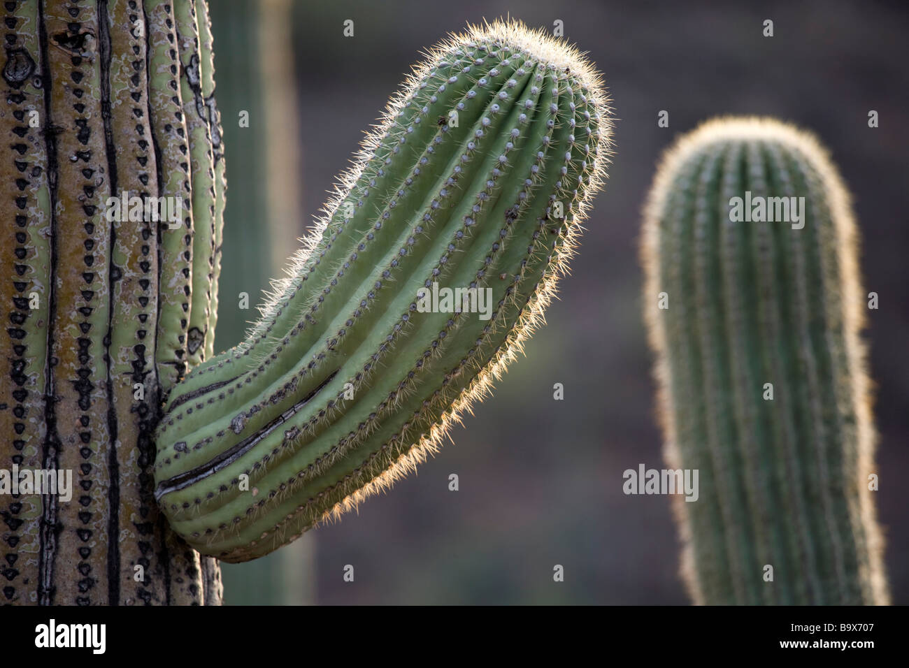 Cactus Saguaro in Tucson Mountain County park che è adiacente al gruppo occidentale del Parco nazionale del Saguaro vicino a Tucson in Arizona Foto Stock