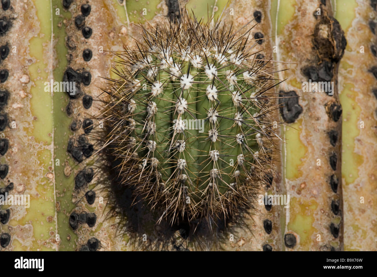 Cactus Saguaro in Tucson Mountain County Park che è adiacente al gruppo occidentale del Parco nazionale del Saguaro vicino a Tucson in Arizona Foto Stock