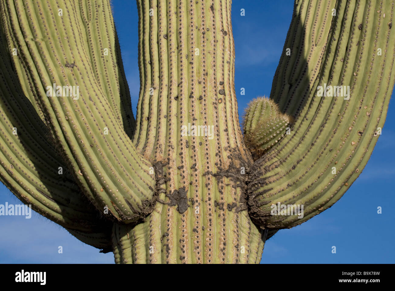 Cactus Saguaro in Tucson Mountain County Park che è adiacente al gruppo occidentale del Parco nazionale del Saguaro vicino a Tucson in Arizona Foto Stock