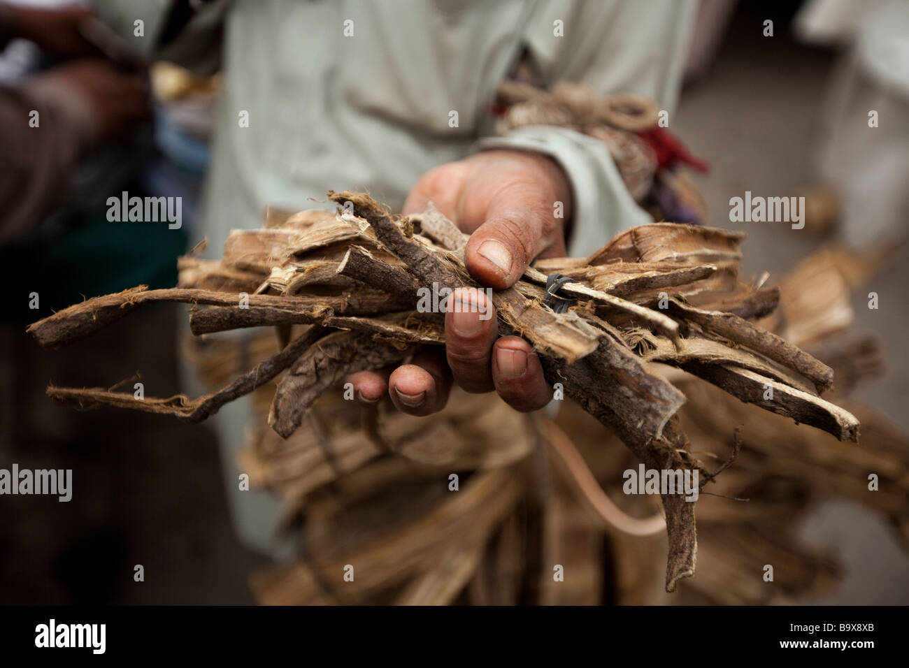 Un uomo pakistano mostra off bastoni fuori da un albero di neem che sono usati per molti scopi medicinali compresi essendo uno spazzolino da denti di base. Foto Stock