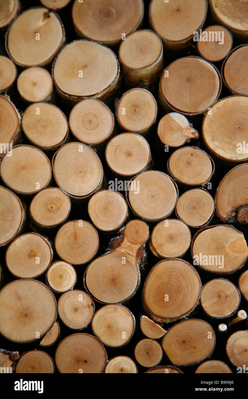 Legno di sezione trasversale da rami di alberi Foto Stock