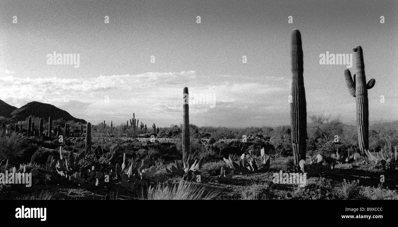 In bianco e nero di scene nel deserto con cactus Saguaro, strade del deserto e il robusto paese di montagna Foto Stock