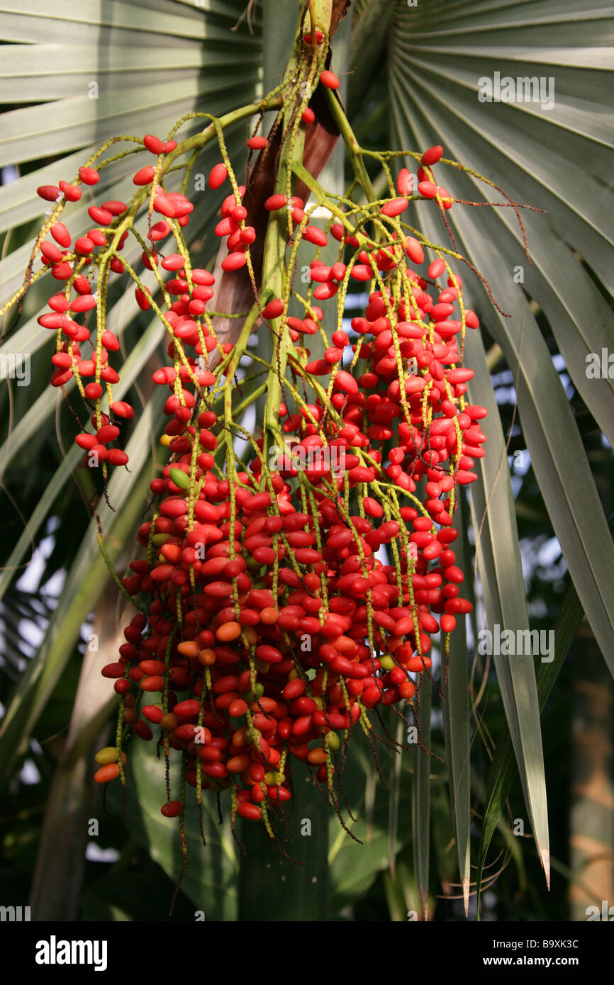 Ivovowo Palm, Dypsis lanceolata, Arecaceae. Palm si trova solo nelle Isole Comore, Oceano Indiano al largo delle coste orientali dalla Africa Foto Stock