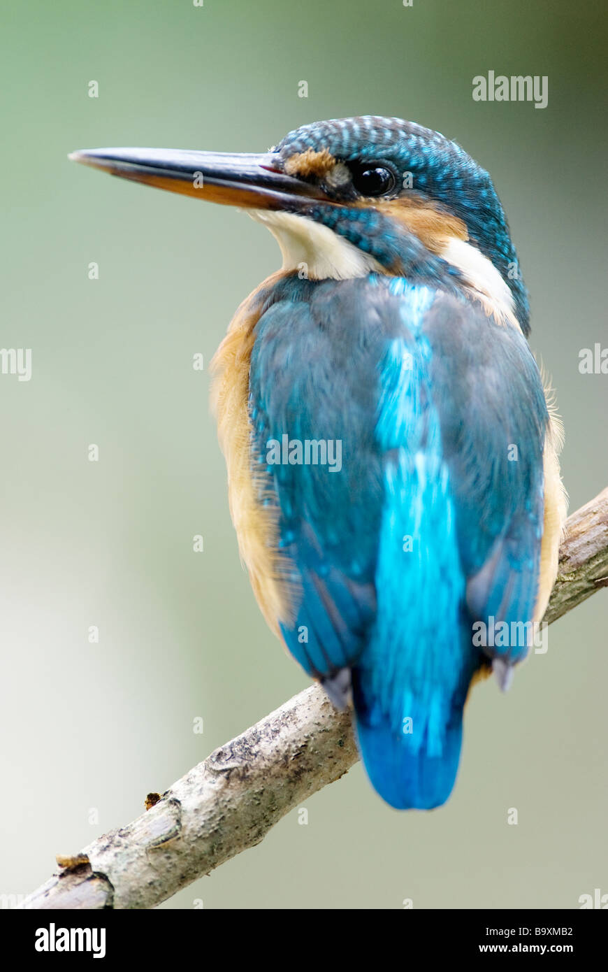 Kingfisher on perch, Devon, Inghilterra Foto Stock