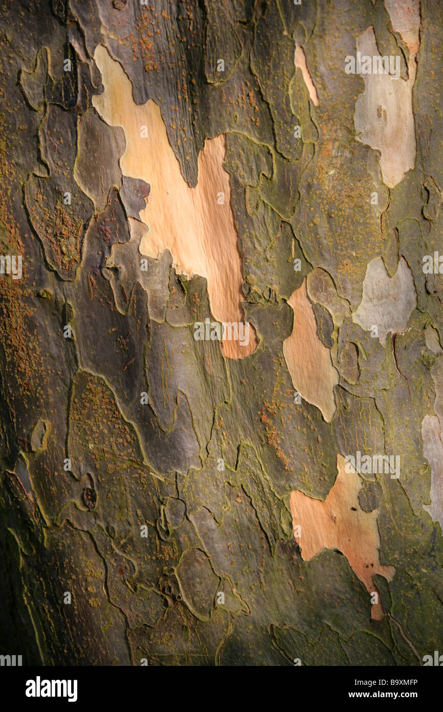 Corteccia di un persiano Ironwood Tree, Parrotia persica, Hamamelidaceae, Iran e Caucaso Foto Stock