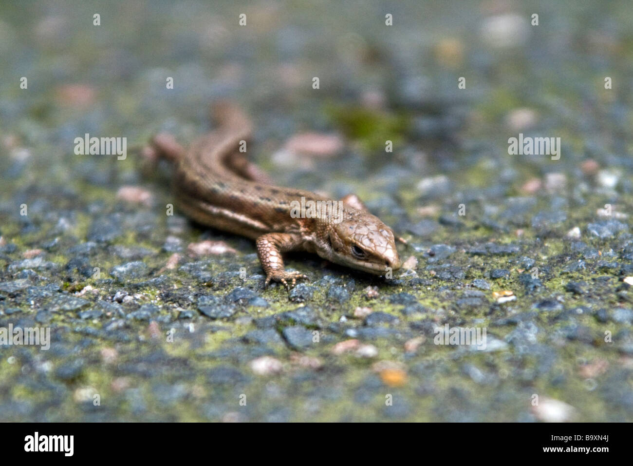 Close-up di British lucertola comune urban sulla superficie asfaltata. Foto Stock