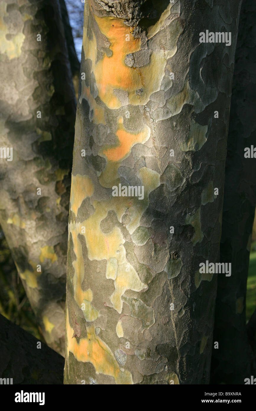 Corteccia di bianco-abbaiavano o Lacebark Pino, Pinus bungeana, Pinaceae, Cina Foto Stock