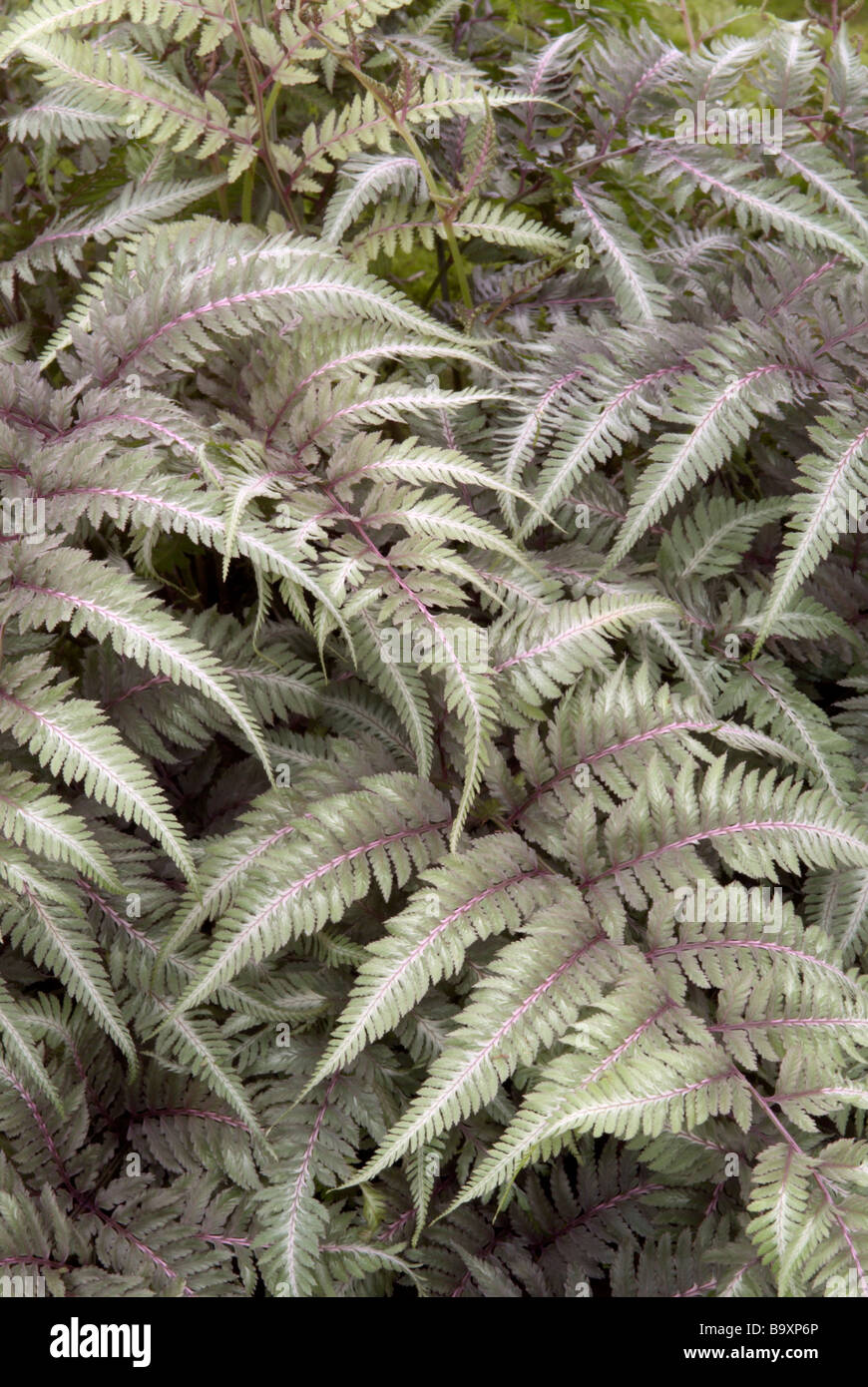 Athyrium nipponicum 'Pictum'; Giapponese dipinto di felce. Foto Stock