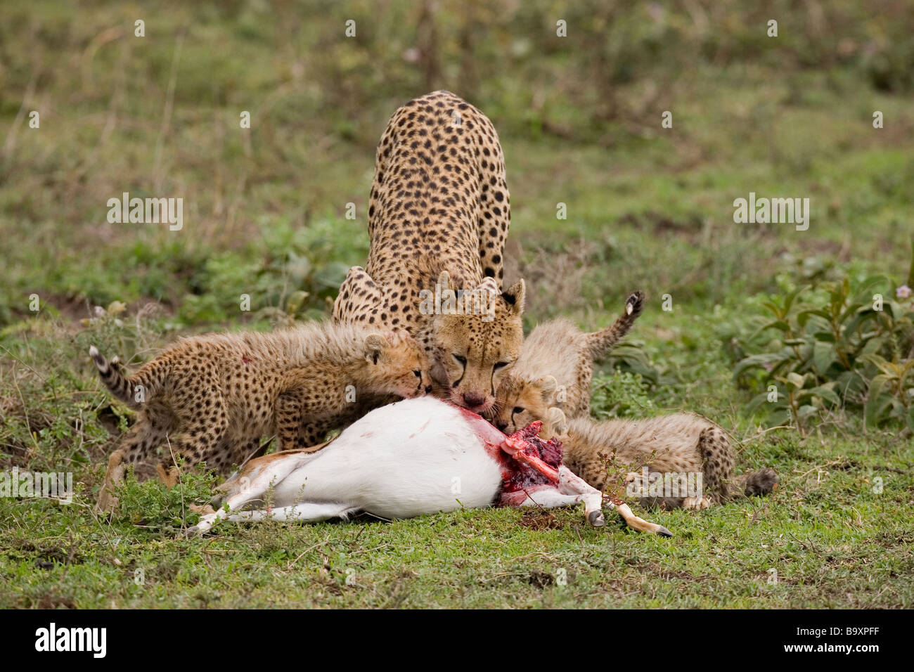 Madre di ghepardo e lupetti Acinonyx jubatus alimentazione su Thomson Gazelle kill riserva Ndutu Tanzania Foto Stock