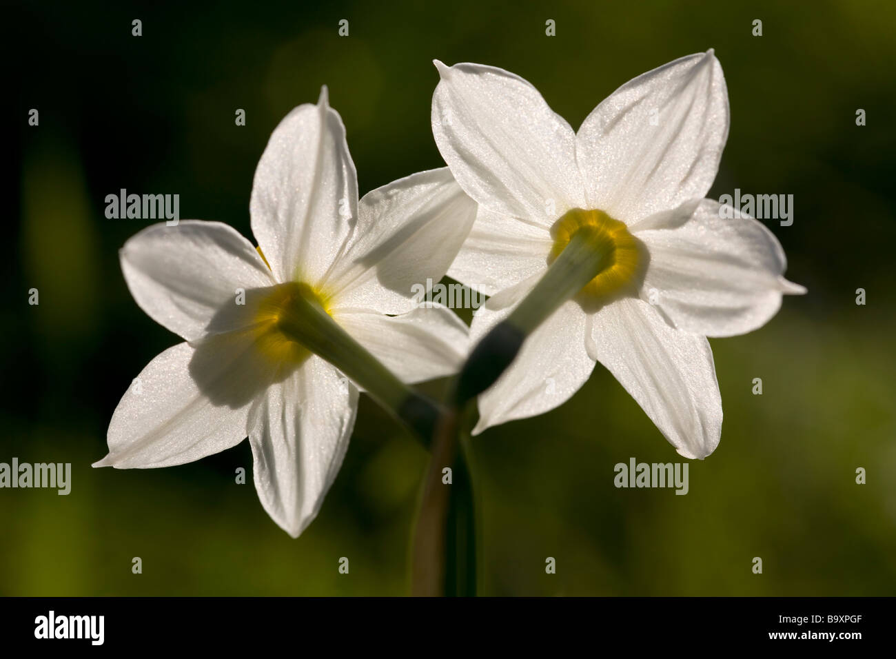 Polyanthus Narciso rosa di Sharon Narcissus tazetta Peloponneso Grecia Foto Stock