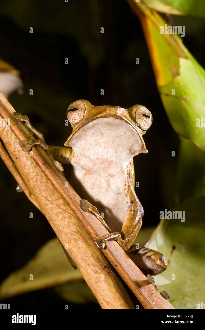 File eared Raganella Polypedates otilophus Danum Valley Conservation Area Sabah Borneo Foto Stock
