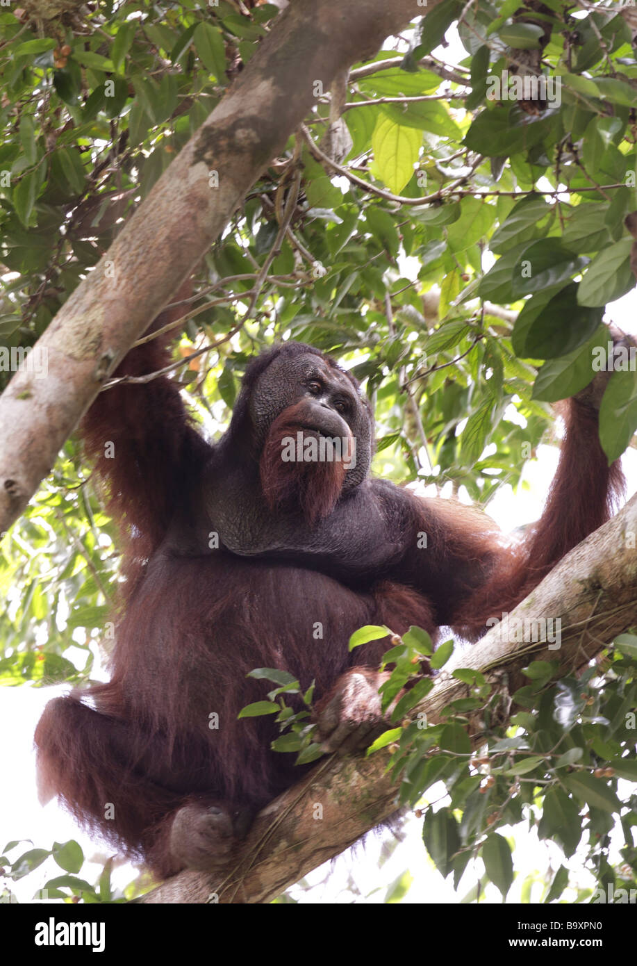 Selvatica maschio vecchio degli oranghi Pongo pygmaeus Danum Valley Conservation Area Sabah Borneo Foto Stock