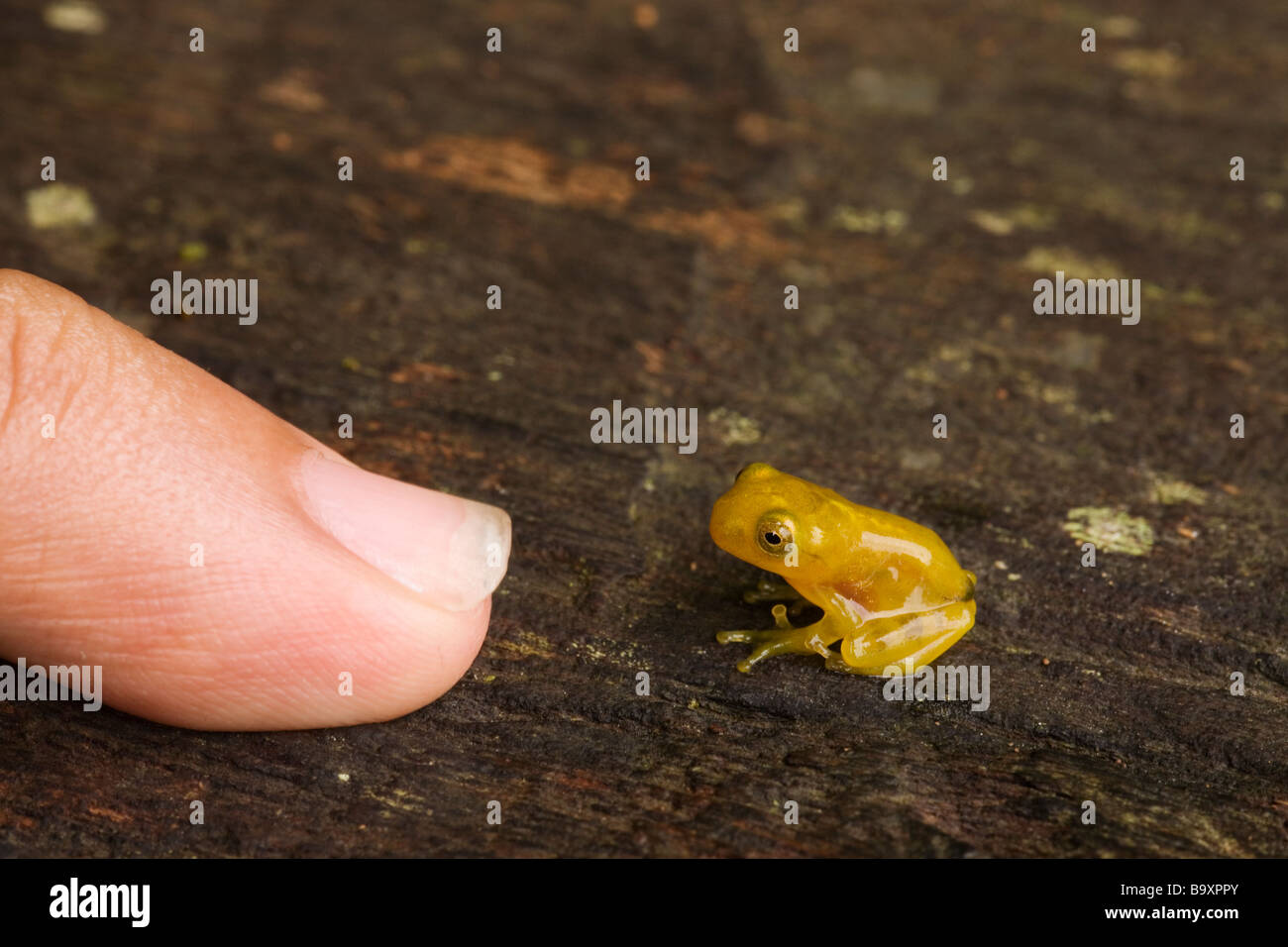 Minuscola raganella con umana dito mignolo per idea di scala di Danum Valley Conservation Area Sabah Borneo Foto Stock