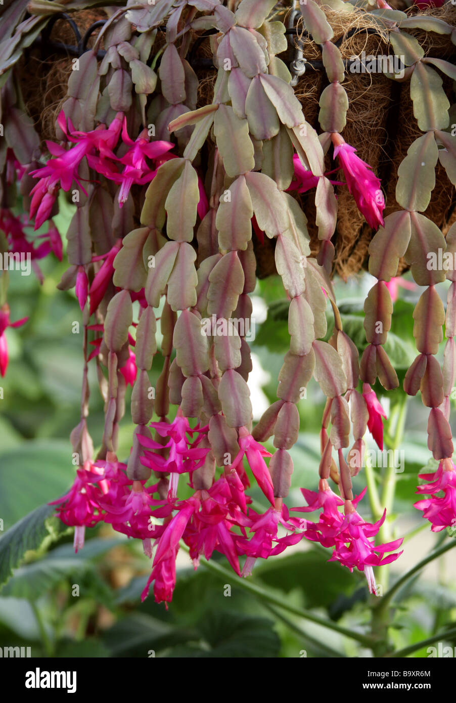 Schlumbergera immagini e fotografie stock ad alta risoluzione Alamy