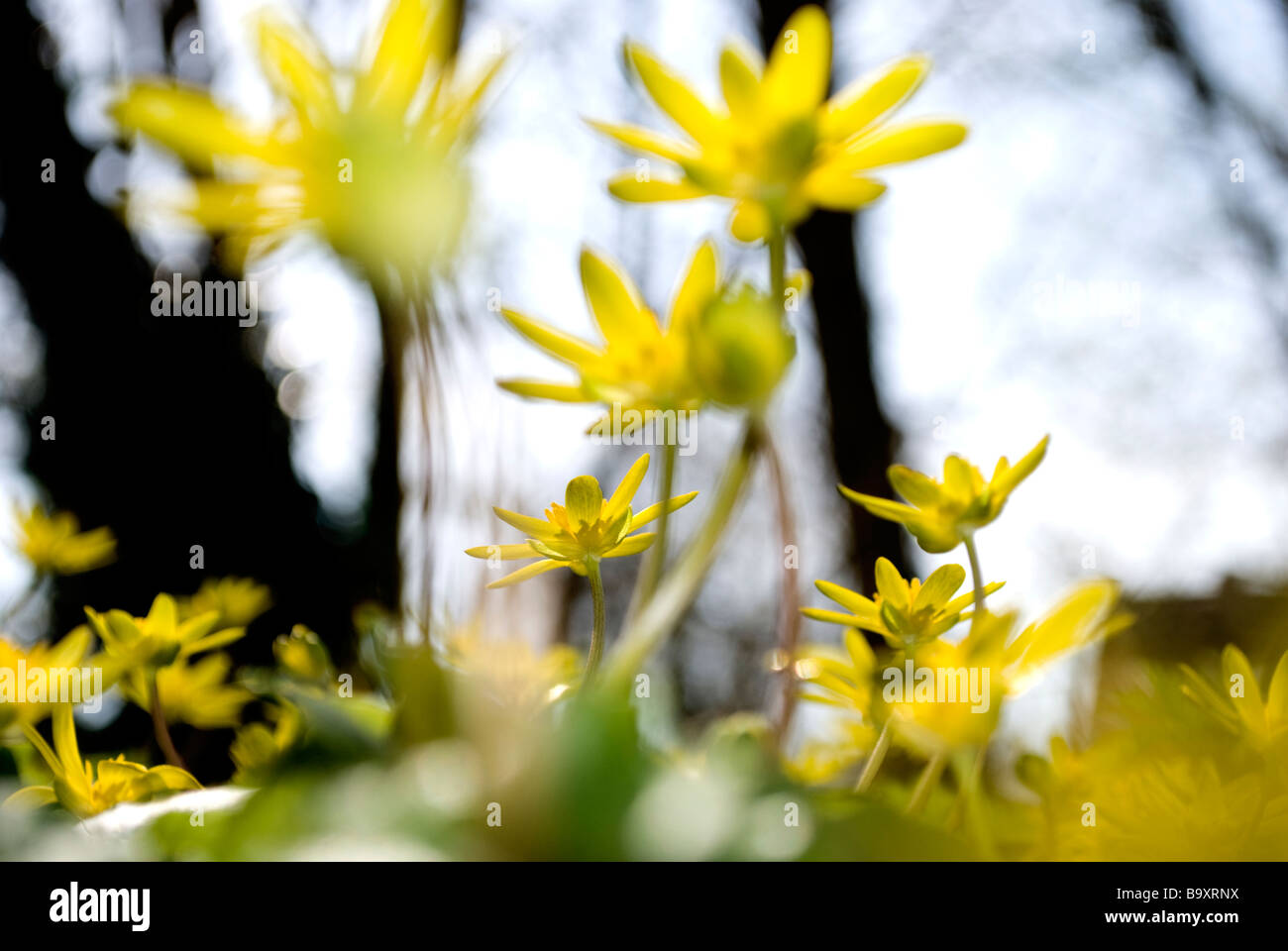 Ranuncoli 1 Foto Stock