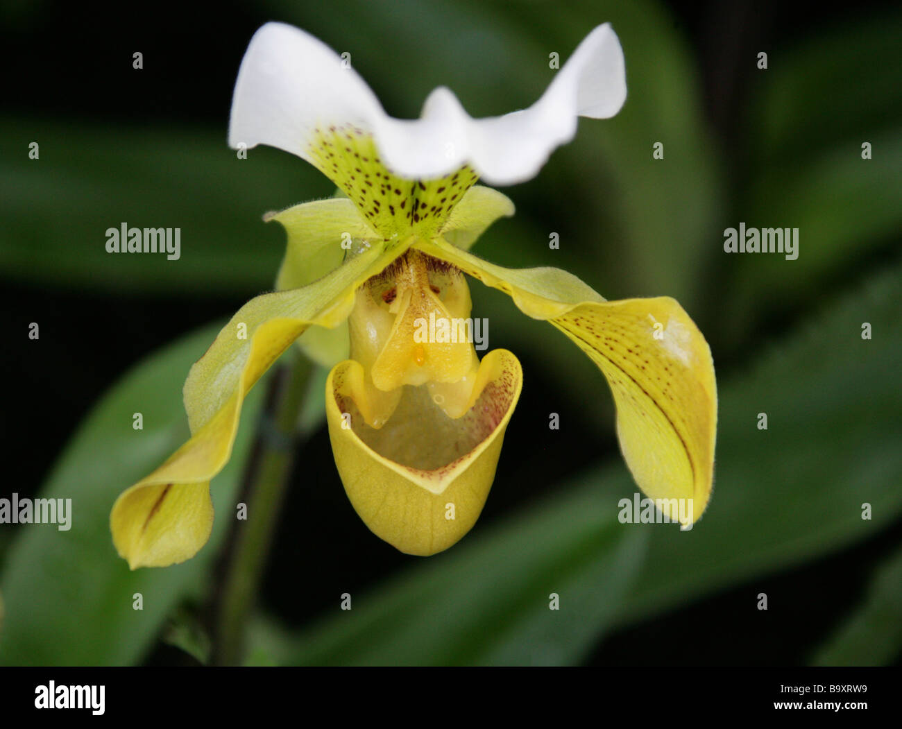 Signora giallo Slipper Orchid, Paphiopedilum sp. Orchidaceae Foto Stock