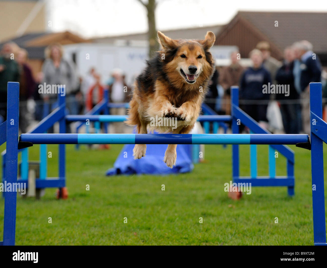 Un felice cane sano di prendere parte ad un corso di agilità. Foto Stock