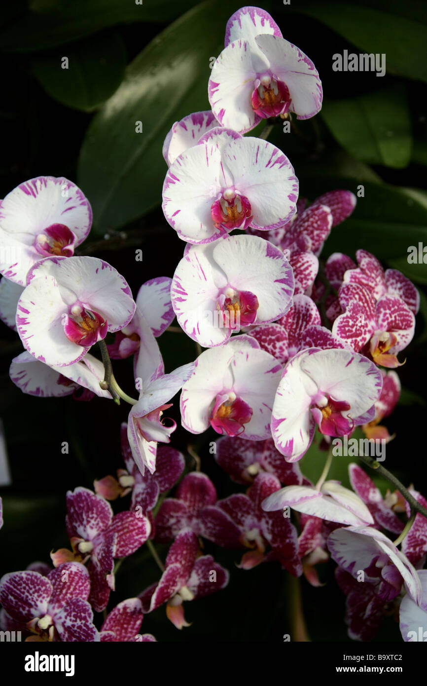 Moth Orchid, Phalaenopsis Hybrid cultivar, Orchidaceae Foto Stock