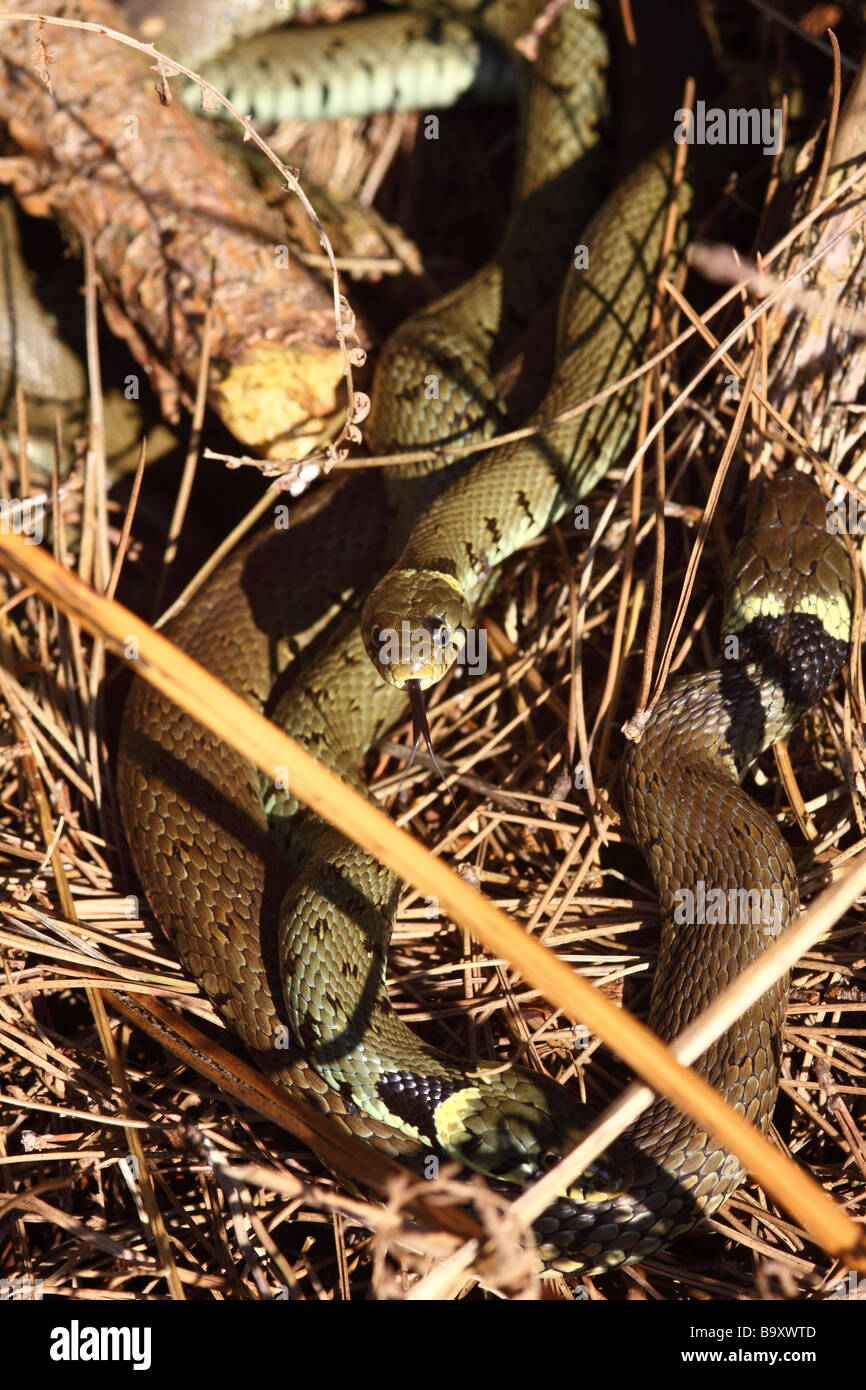 Bisce natrix natrix coniugata intrecciano tra bracken Foto Stock