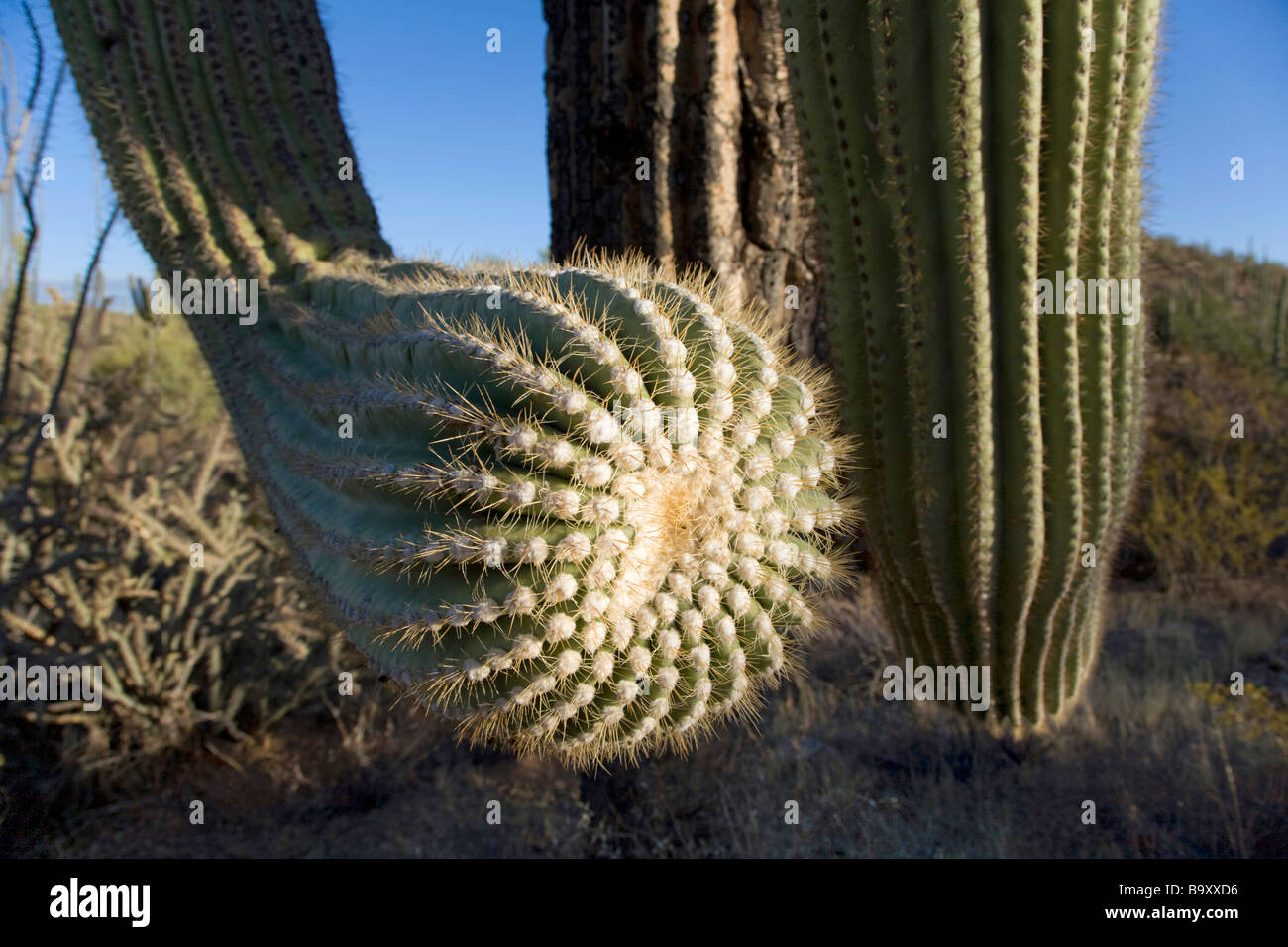 Cactus Saguaro in unità ad ovest del Parco nazionale del Saguaro vicino a Tucson in Arizona Foto Stock