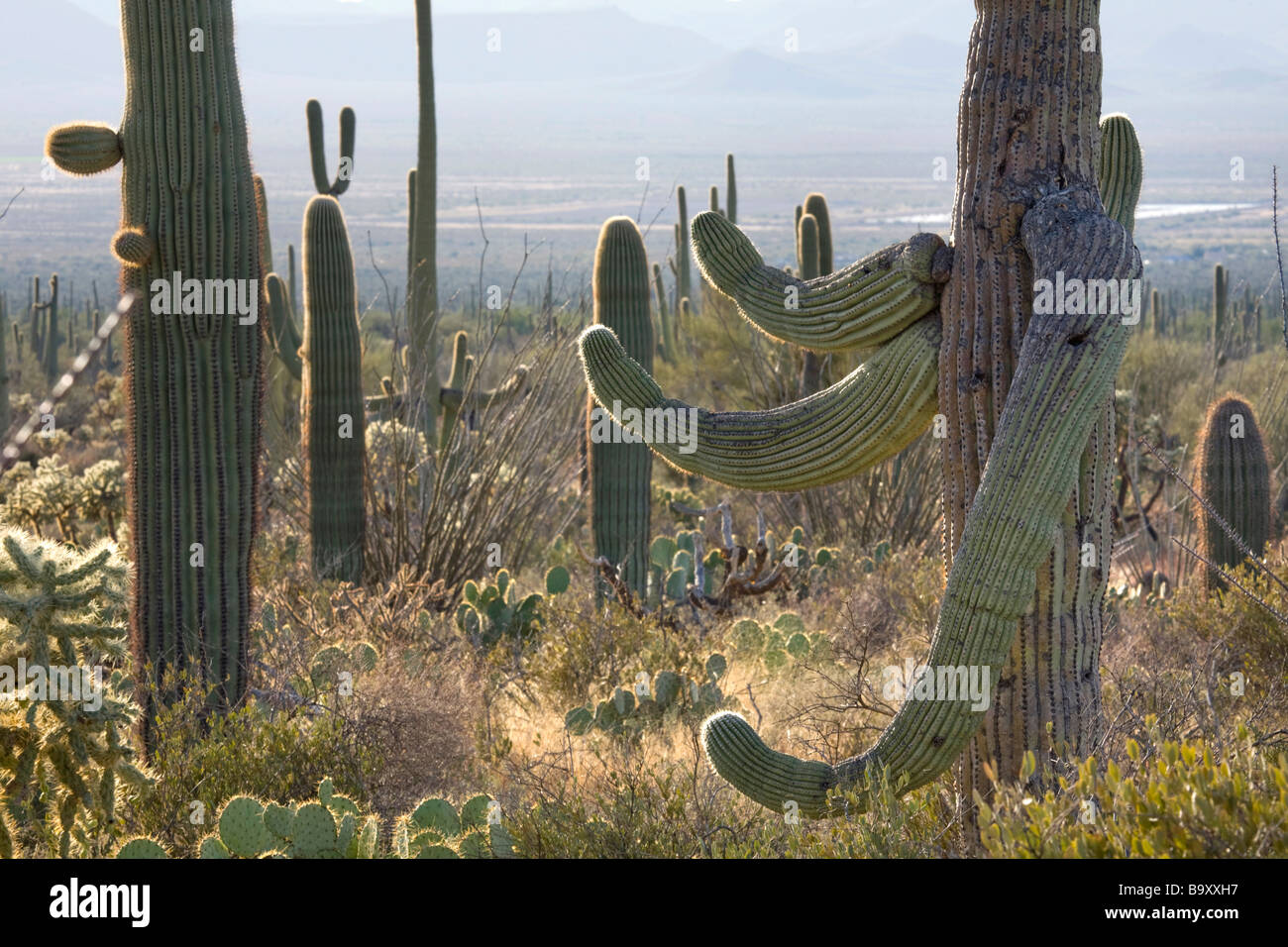 Cactus Saguaro in Tucson Mountain County Park che è adiacente al gruppo occidentale del Parco nazionale del Saguaro vicino a Tucson in Arizona Foto Stock
