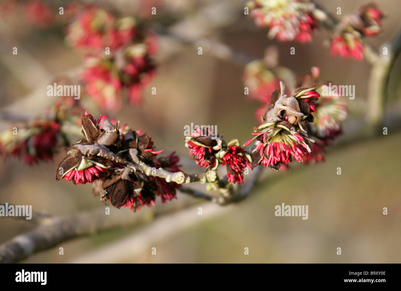 Fiori di un persiano Ironwood Tree, Parrotia persica, Hamamelidaceae, Iran e Caucaso Foto Stock