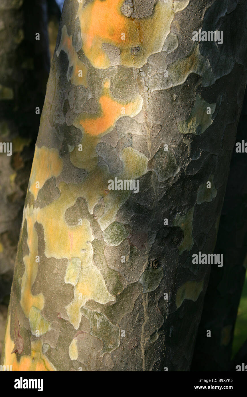 Corteccia di bianco-abbaiavano o Lacebark Pino, Pinus bungeana, Pinaceae, Cina Foto Stock