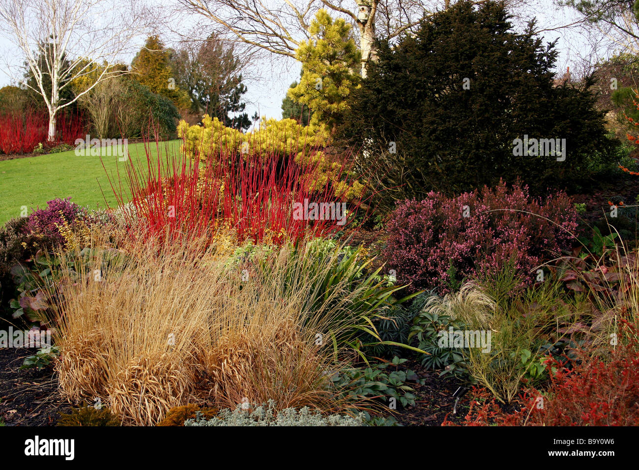 Un inverno di confine con la coloratissima CORNUS Sanguinello e altri arbusti. RHS HYDE HALL ESSEX REGNO UNITO Foto Stock