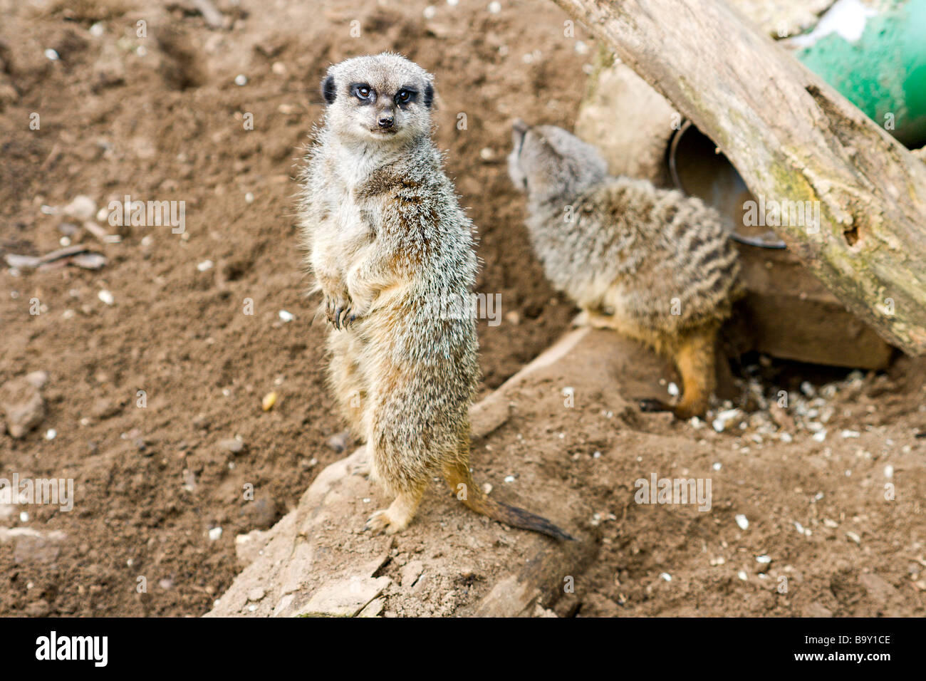 Meerkat Foto Stock