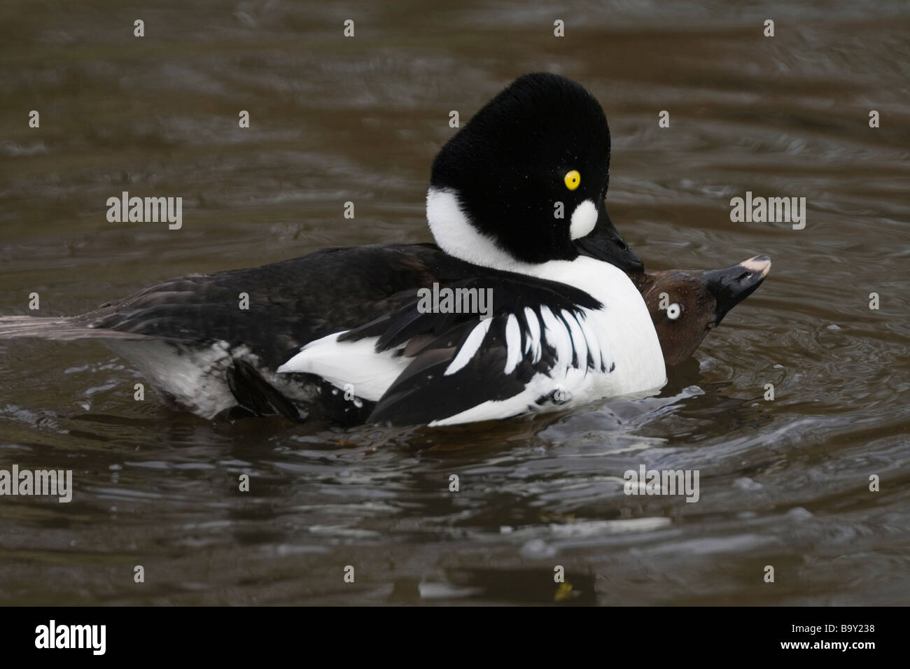 Comune di accoppiamento goldeneye (Bucephala clangula). Foto Stock