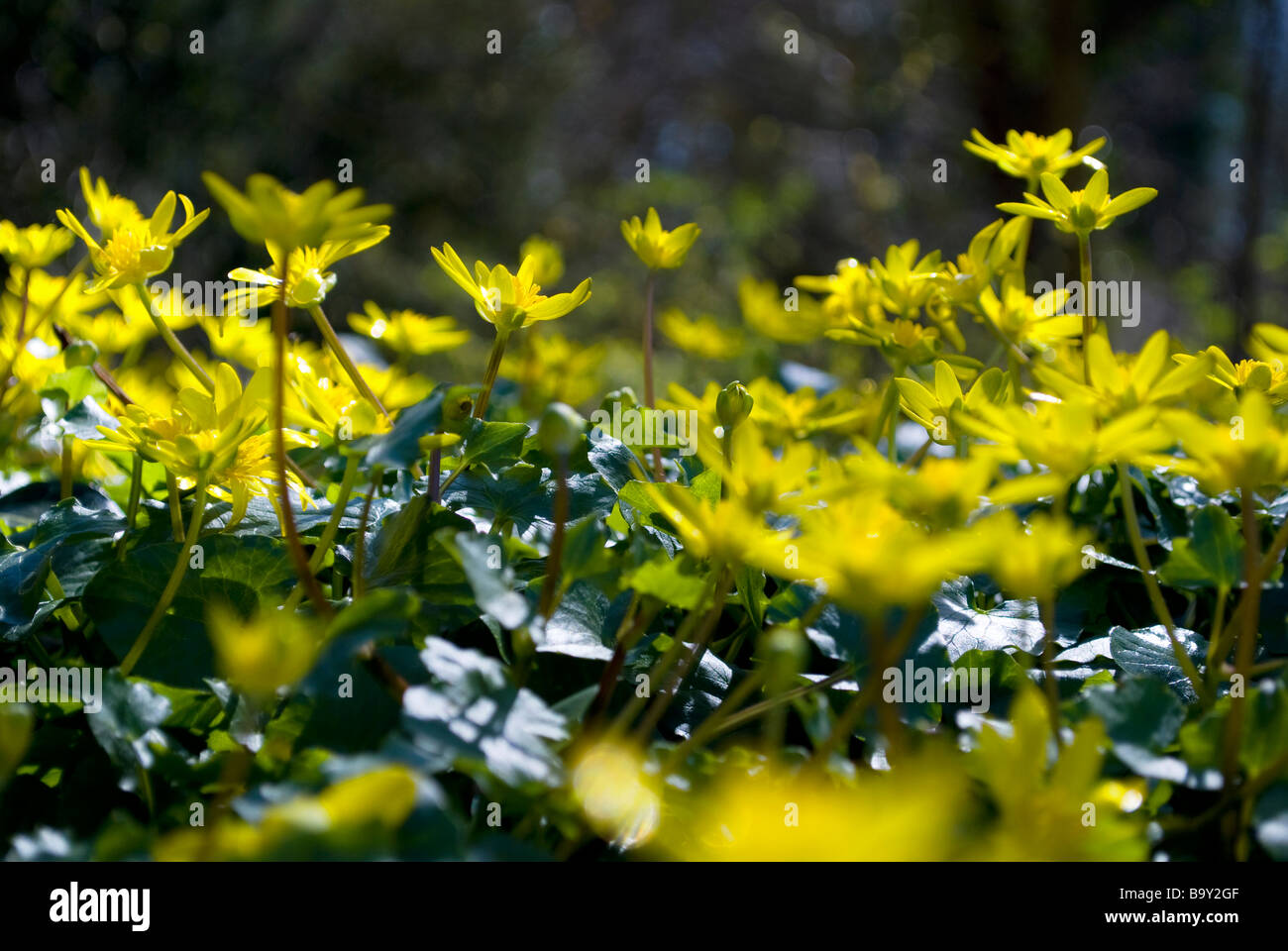 Ranuncoli 2 Foto Stock