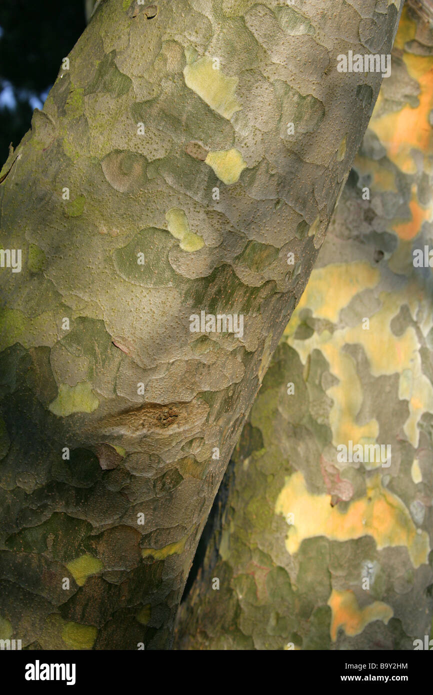 Corteccia di bianco-abbaiavano o Lacebark Pino, Pinus bungeana, Pinaceae, Cina Foto Stock