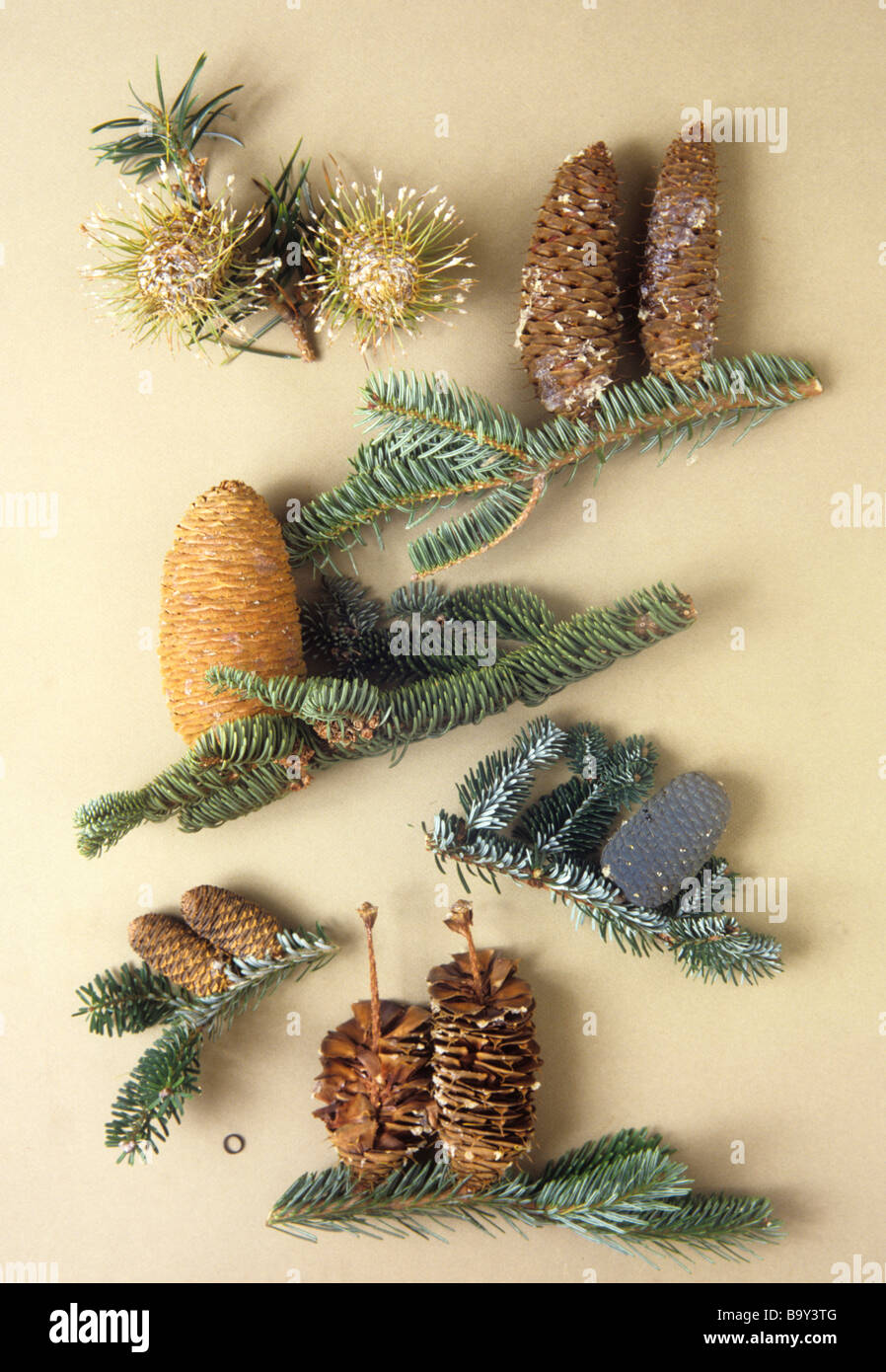Abies campioni con 1 centimetro anello graduato Foto Stock