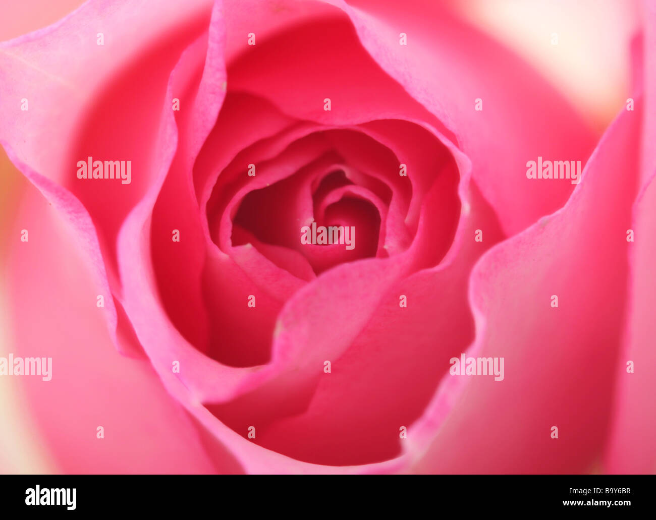 Chiudere su di una rosa colore rosa Foto Stock