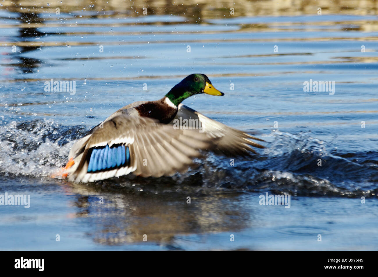 Mallard Duck maschio di prendere il volo da acqua Foto Stock