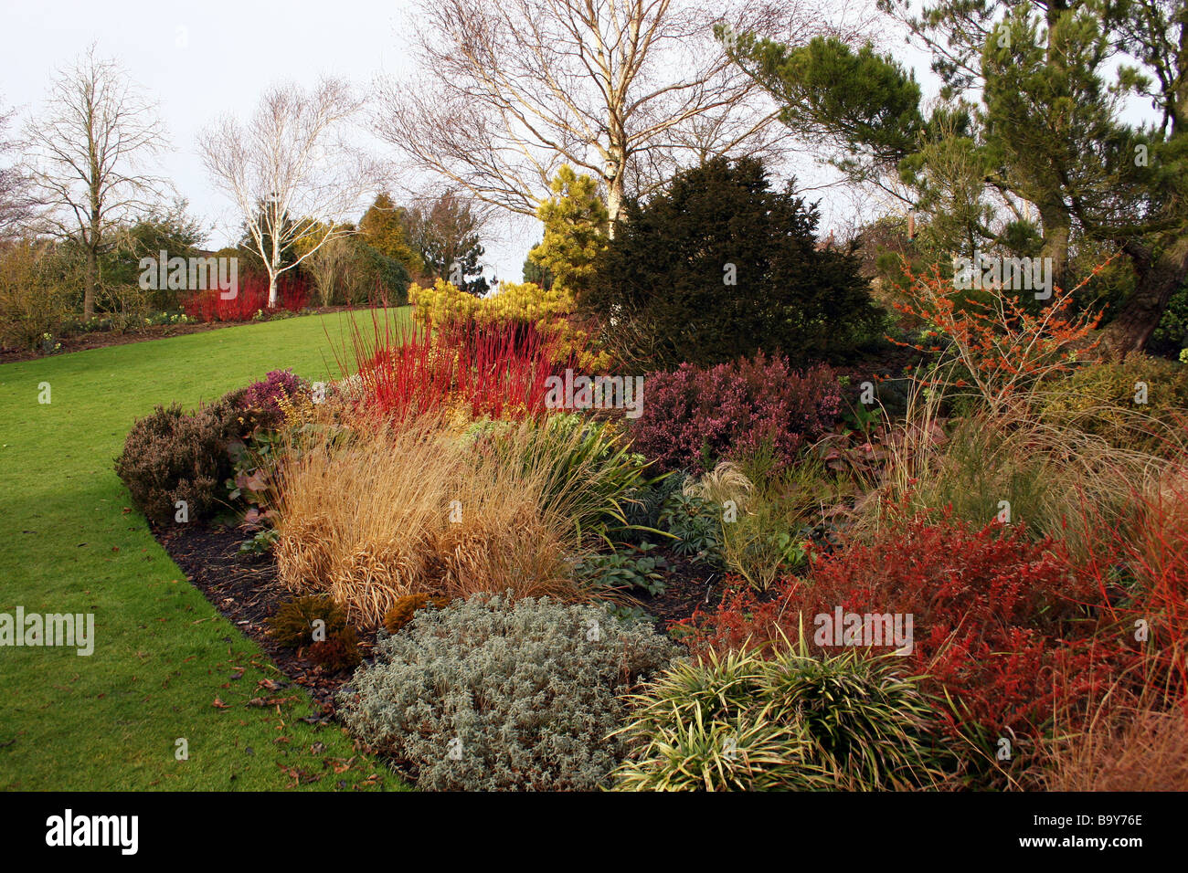 Un inverno di confine con la coloratissima CORNUS Sanguinello e altri arbusti. RHS HYDE HALL ESSEX REGNO UNITO Foto Stock