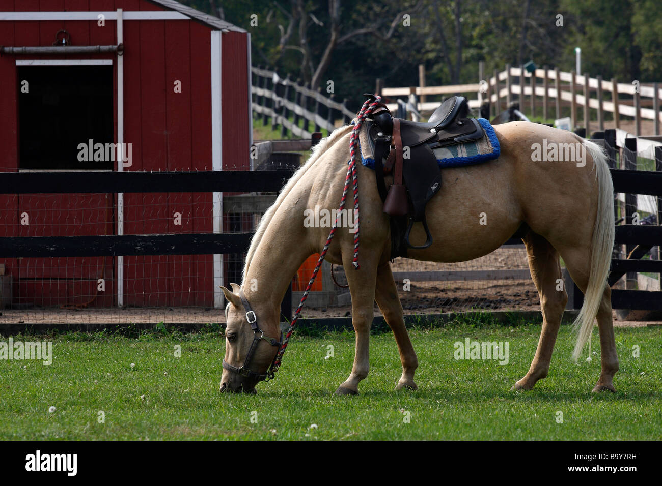 Fattoria rurale americana con allevamento di cavalli nel Michigan USA vita quotidiana degli Stati Uniti fotografia nessuno ad alta risoluzione Foto Stock