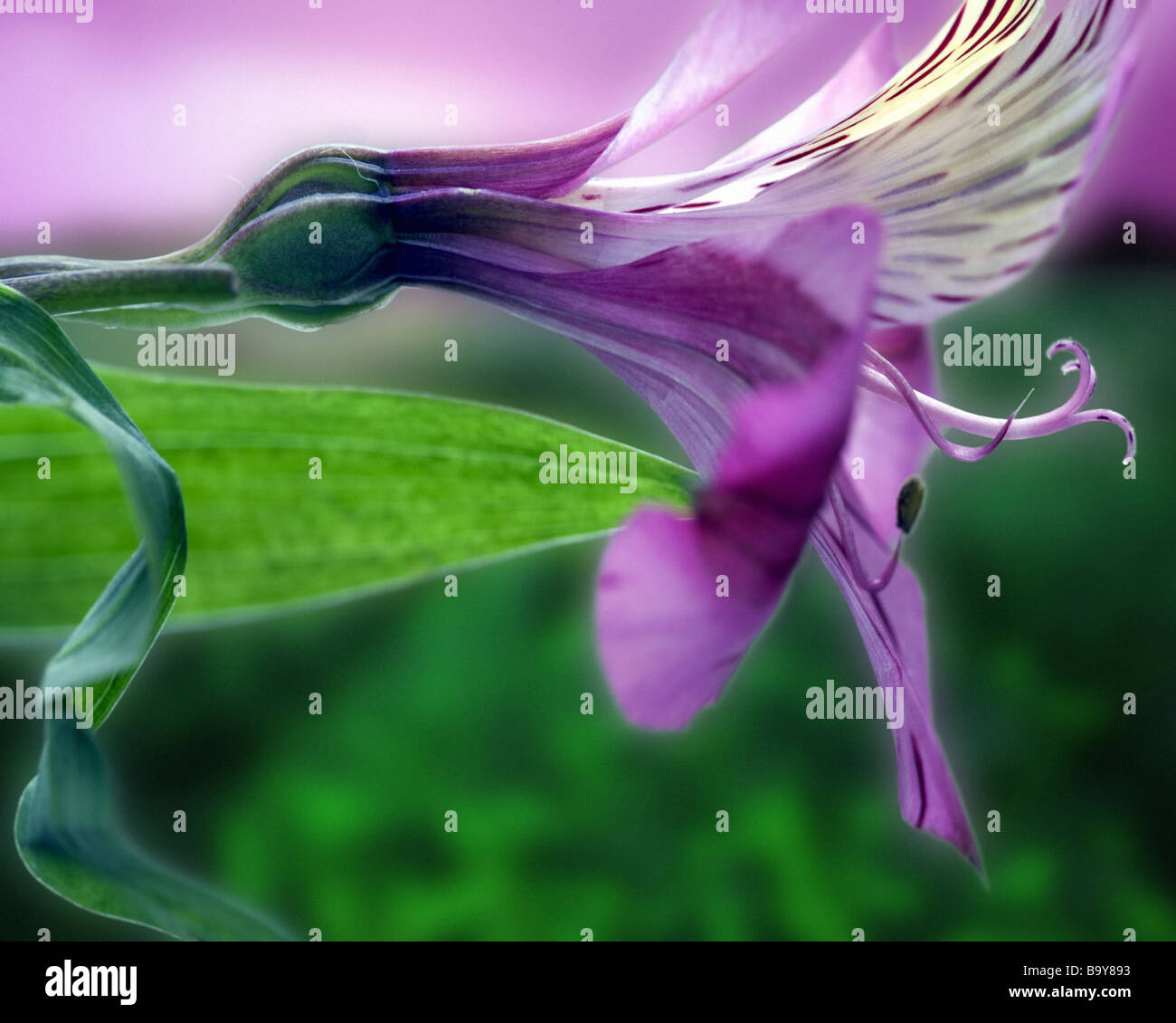 Arte della foto: Giglio peruviano (Alstroemeria) Foto Stock