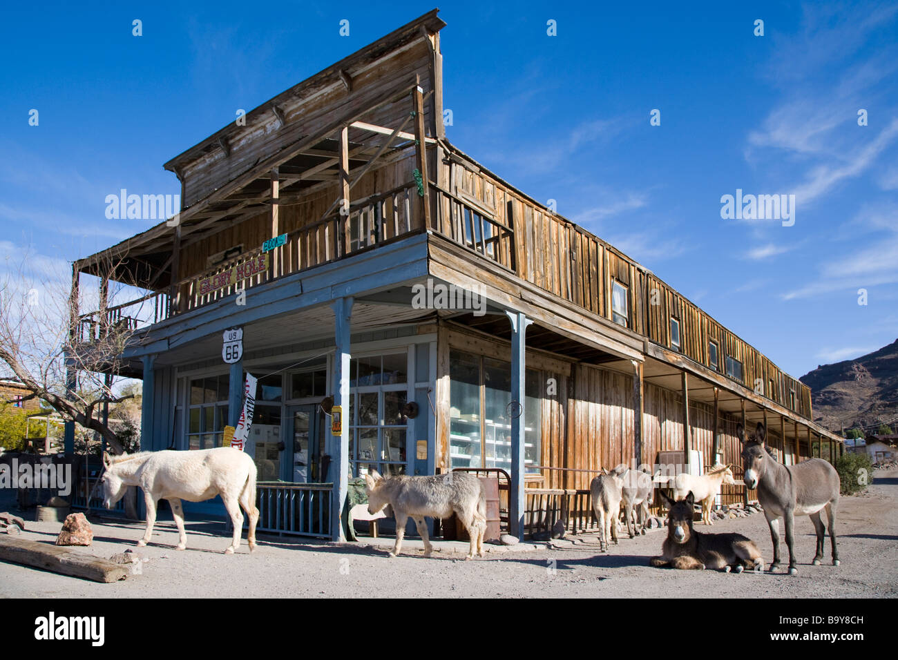 Burro asini al di fuori di un saloon Oatman Arizona USA Foto Stock