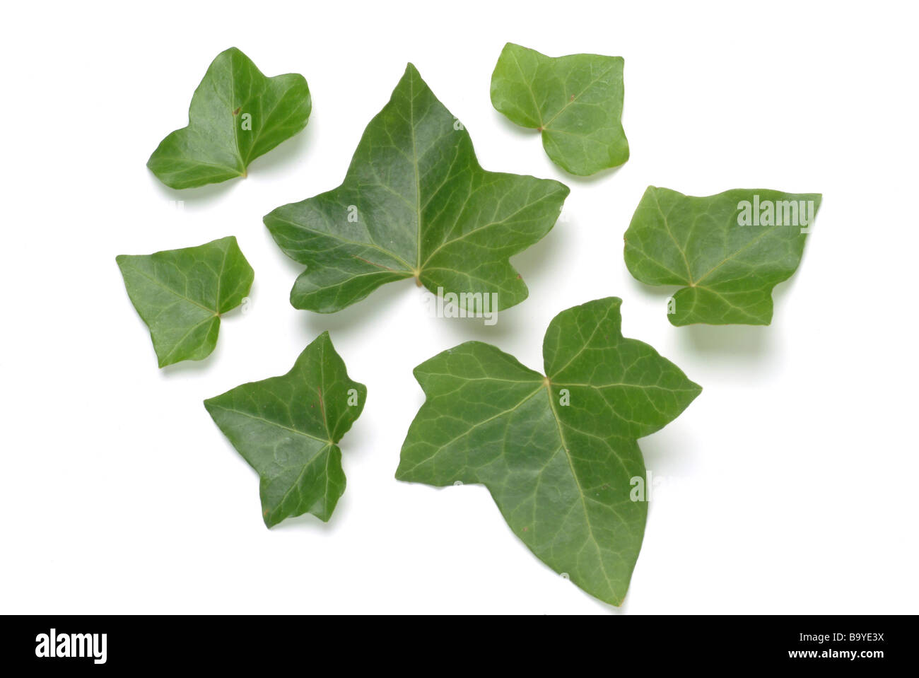 Foglie di piante medicinali comuni Efeu Ivy Hedera helix Edera Foto Stock