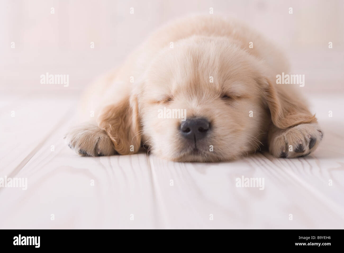 Il golden retriever di dormire sul pavimento Foto Stock