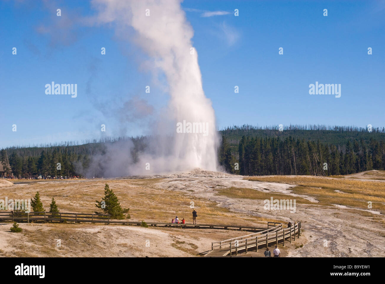 Vecchie fedeli, parco di Yellowstone Foto Stock