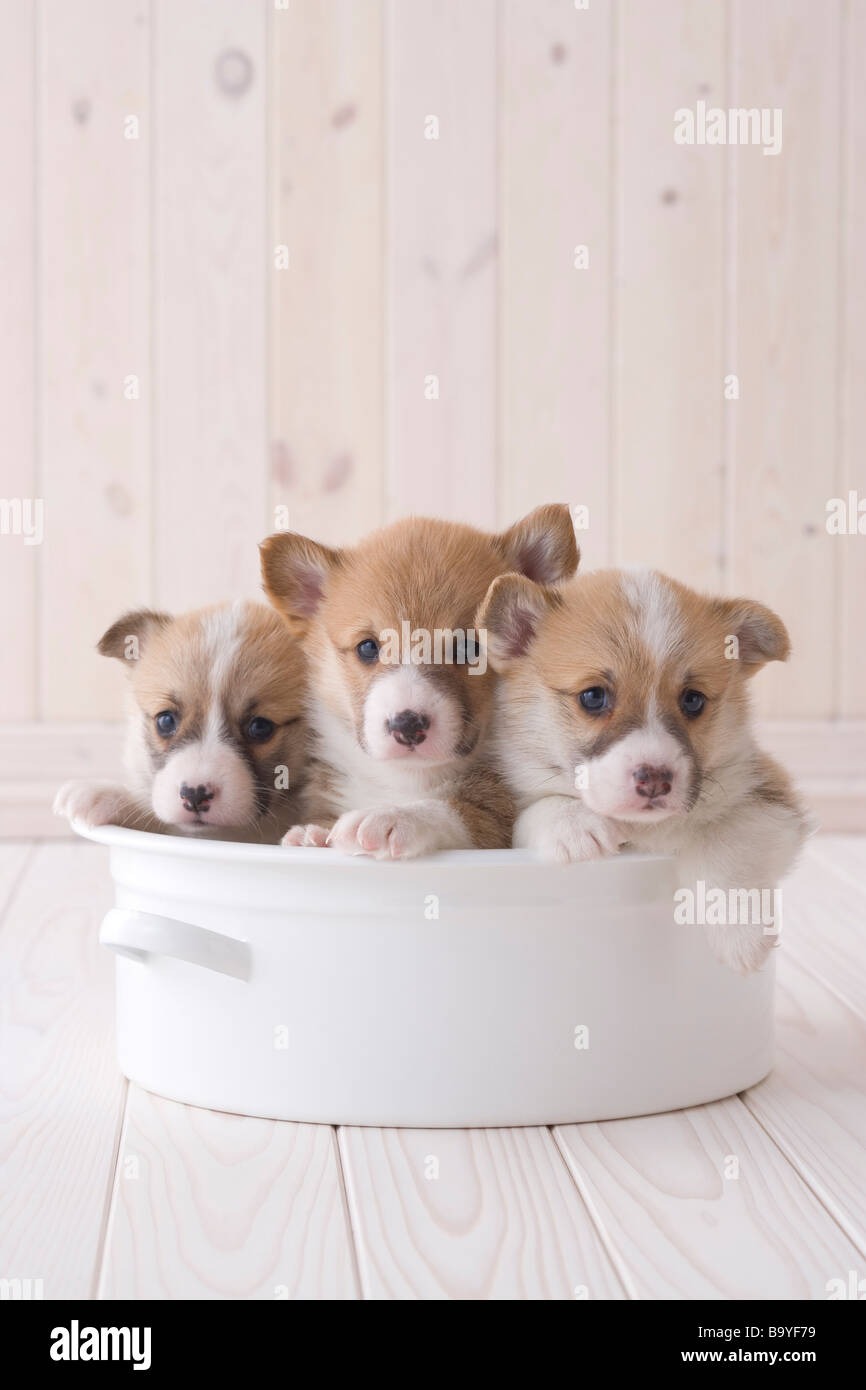 Tre pembroke welsh corgi in un contenitore Foto Stock