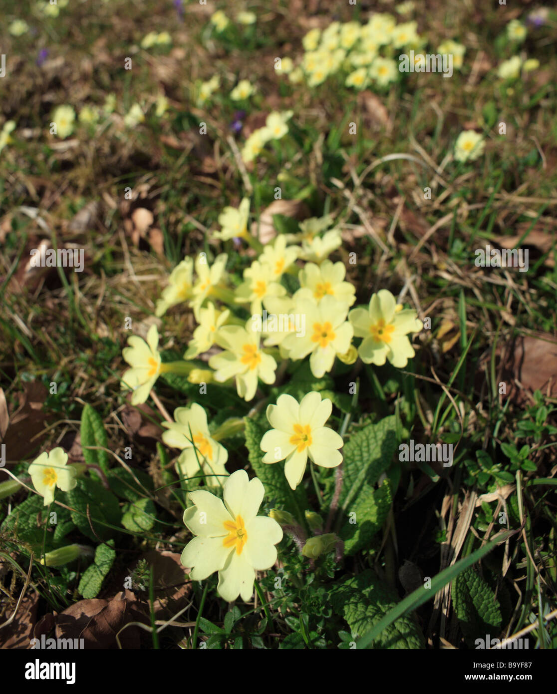 Wild Primrose, Primula vulgaris. Downe Banca, Kent, Inghilterra, Regno Unito. Foto Stock