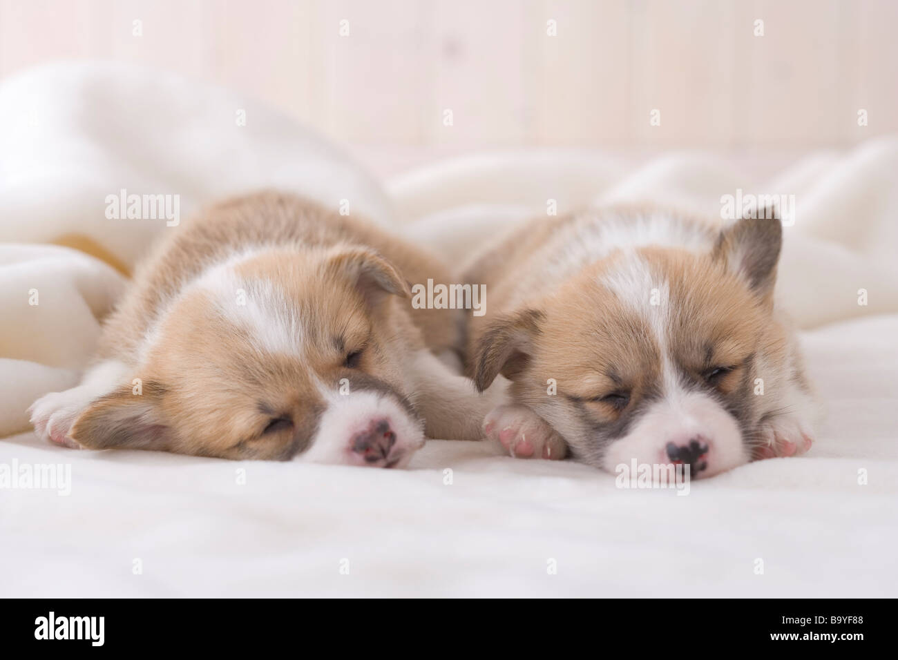 Due pembroke welsh corgi dormire su una coperta Foto Stock